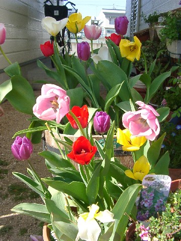 tulip.JPG